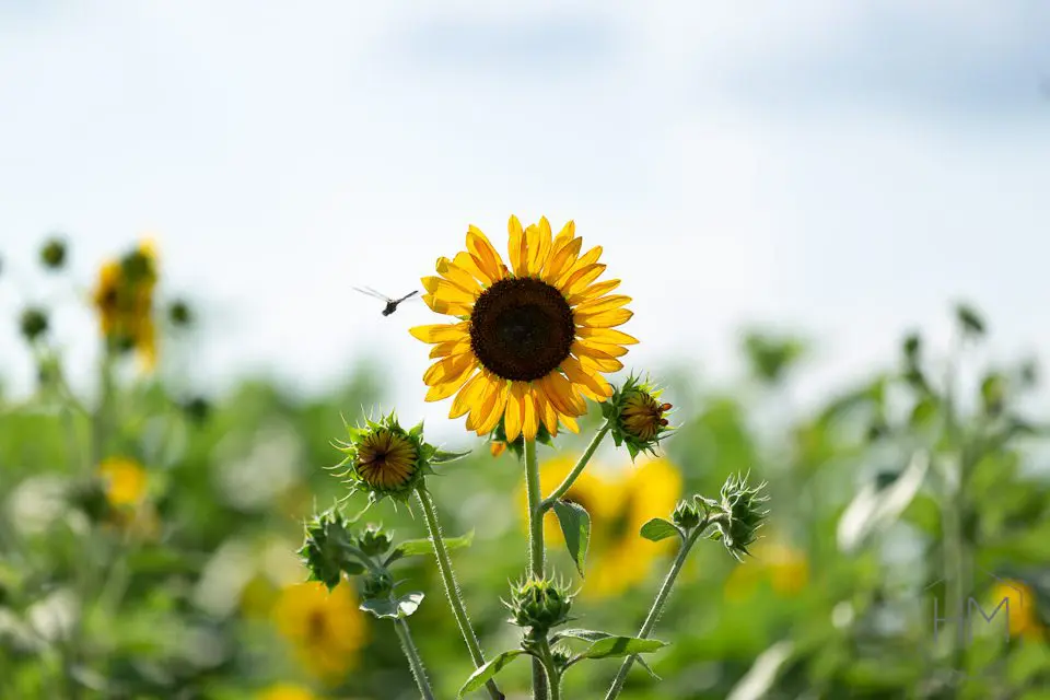 outdoor sunflower photography dfw