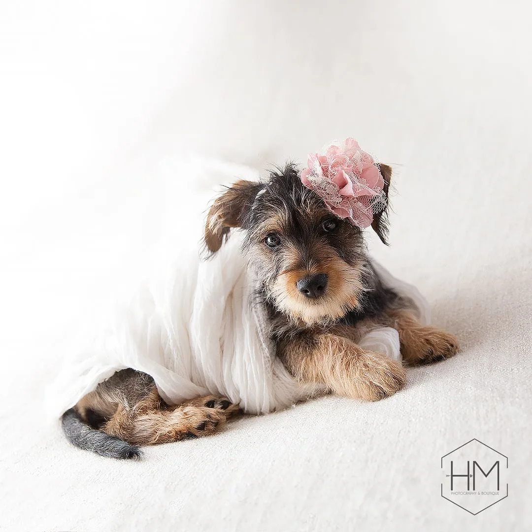 pet photography in north texas