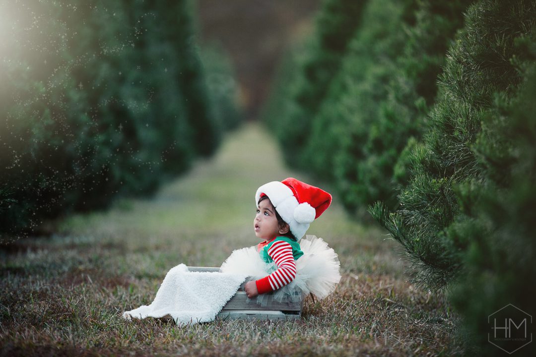 tree farm